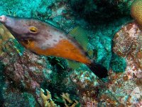 White Spotted Filefish